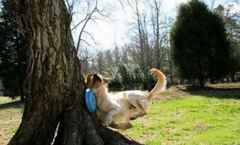 Top-10-Fail-Dogs-Who-Suck-At-Playing-Fetch-9.jpg